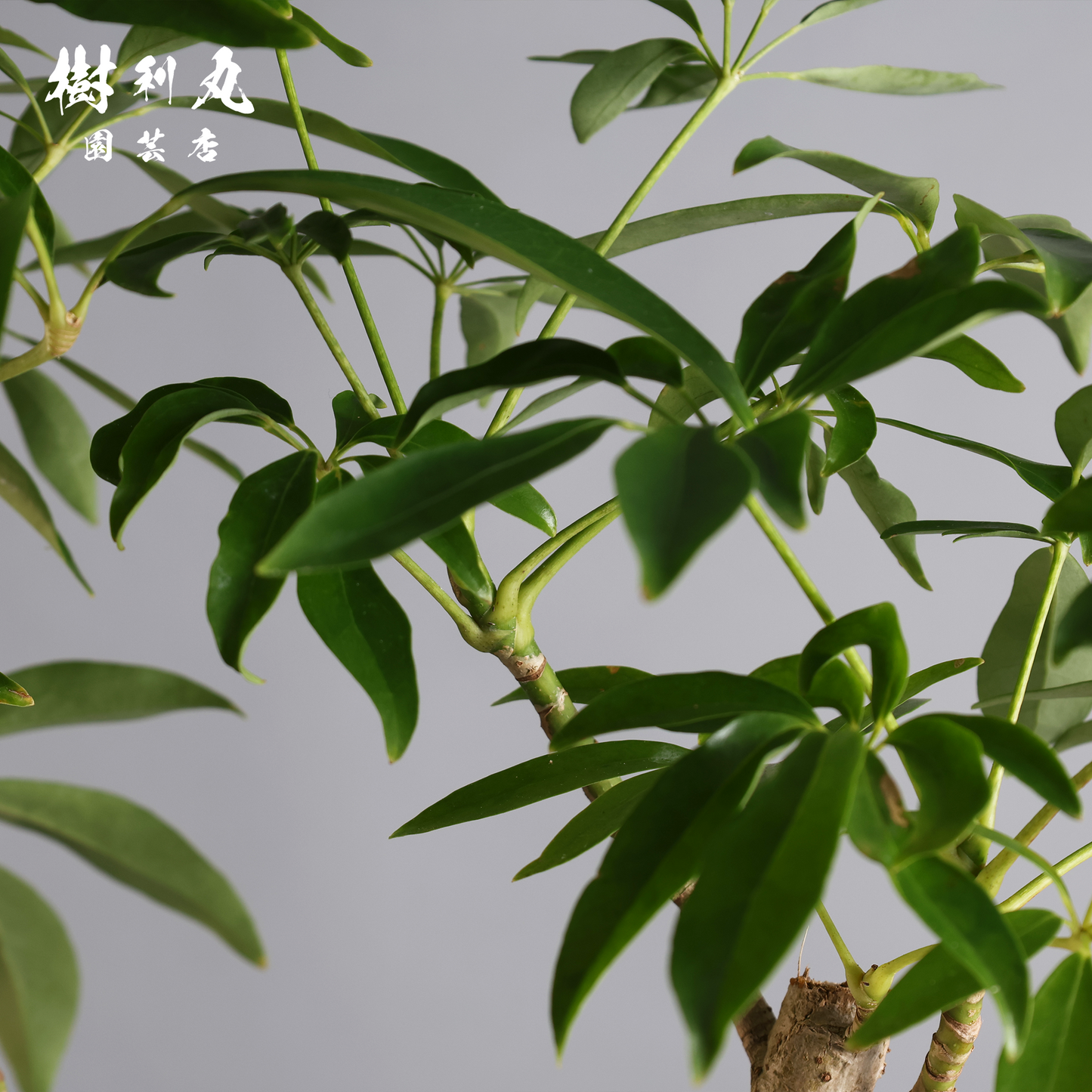 三本の軸、揺るがぬ成長 - シェフレラ