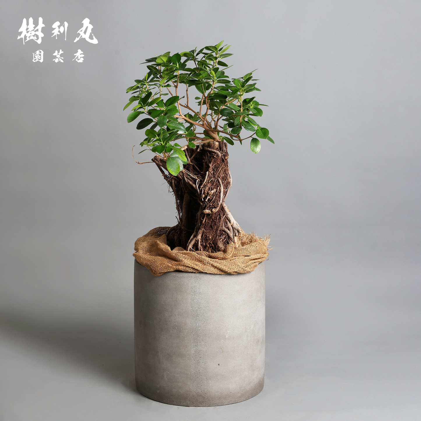孤高の根上り- ガジュマル
