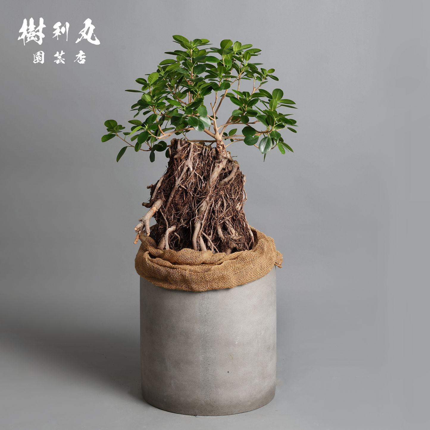 孤高の根上り- ガジュマル