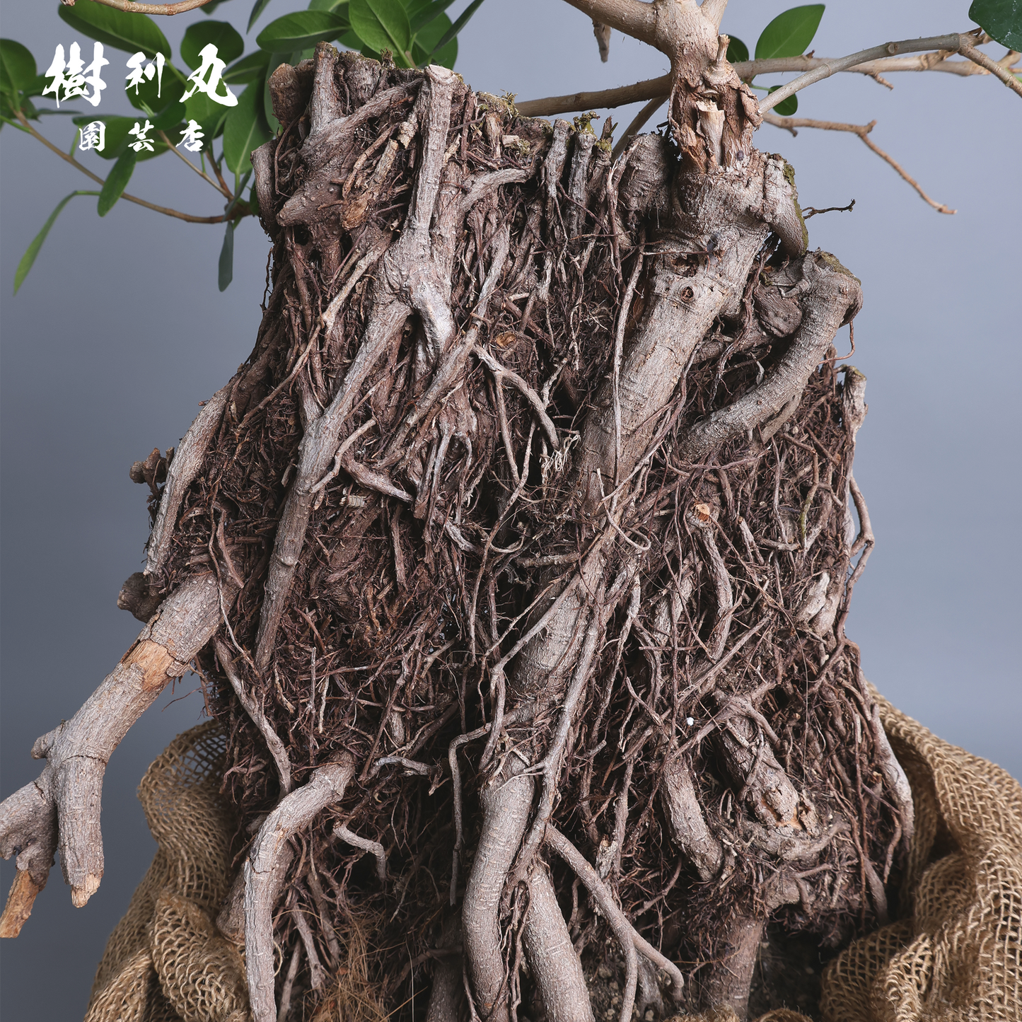孤高の根上り- ガジュマル