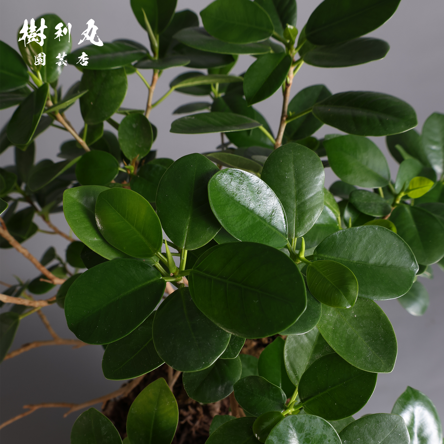 孤高の根上り- ガジュマル