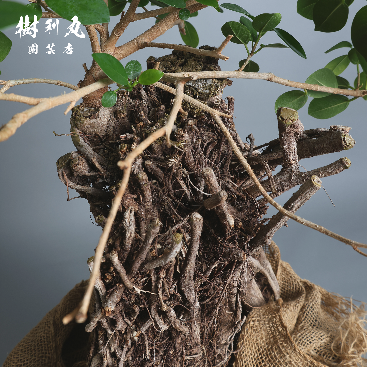 孤高の根上り- ガジュマル