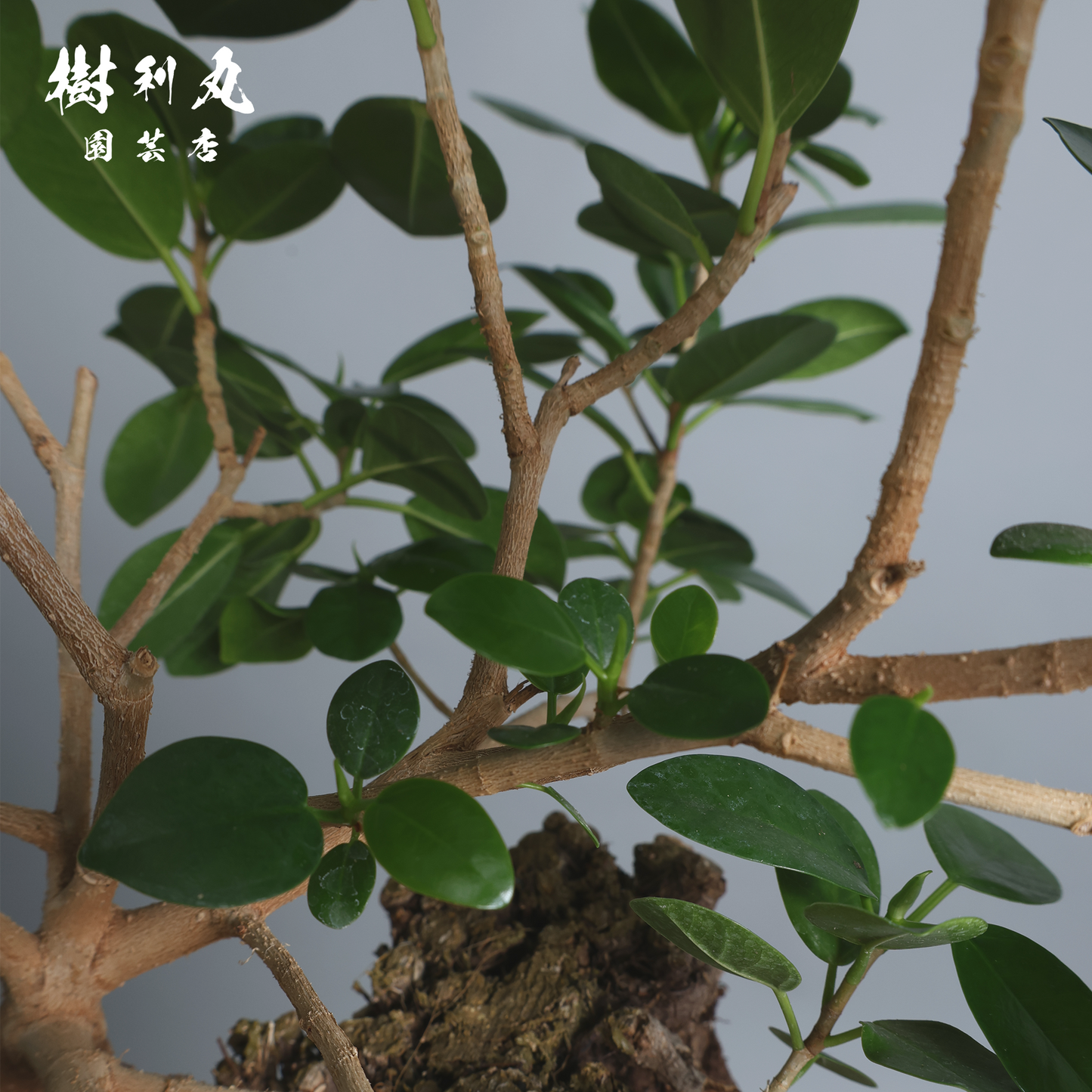 孤高の根上り- ガジュマル