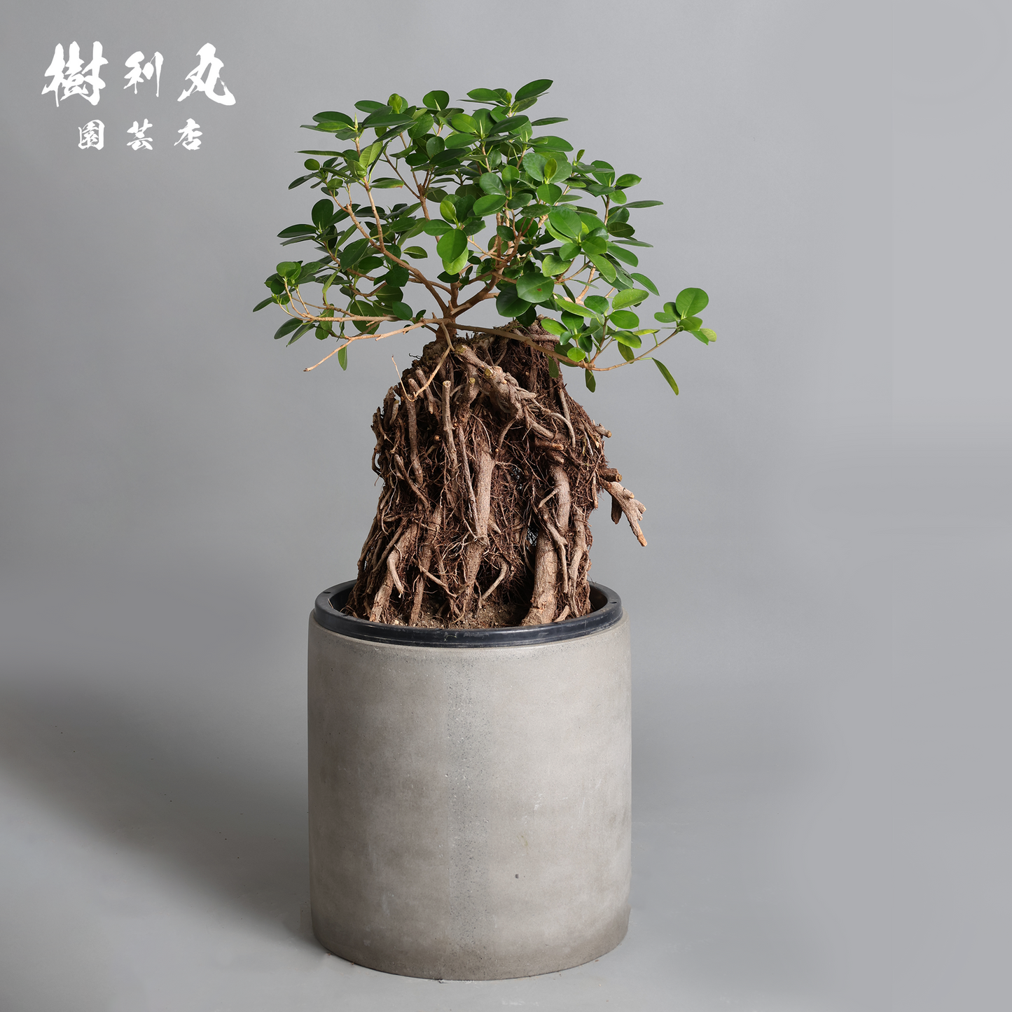 孤高の根上り- ガジュマル