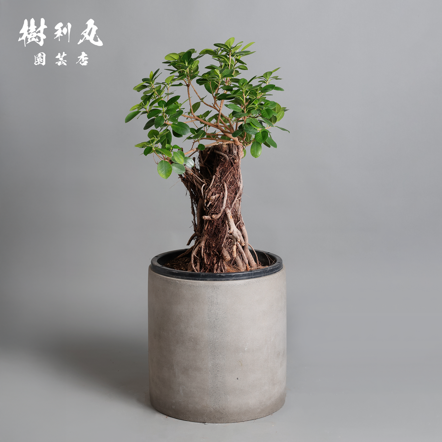 孤高の根上り- ガジュマル