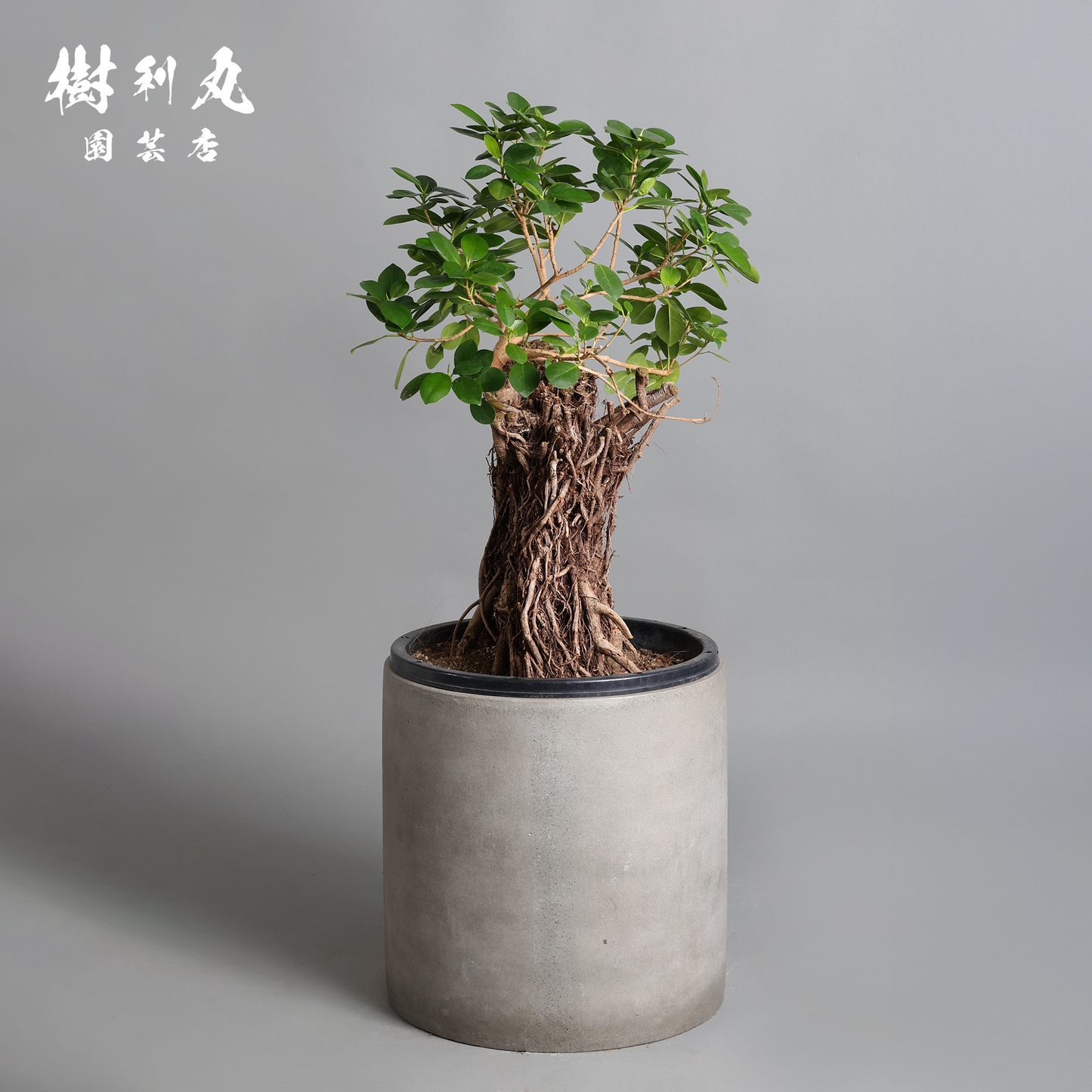 孤高の根上り- ガジュマル