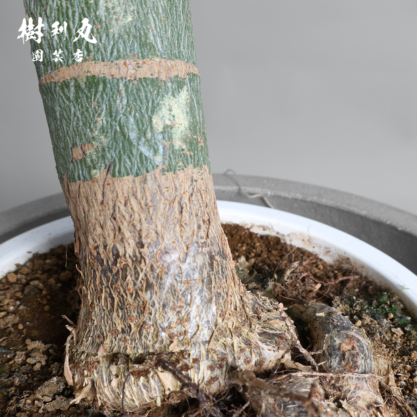 生命力と幸運を紡ぐ、八丈島 - パキラ