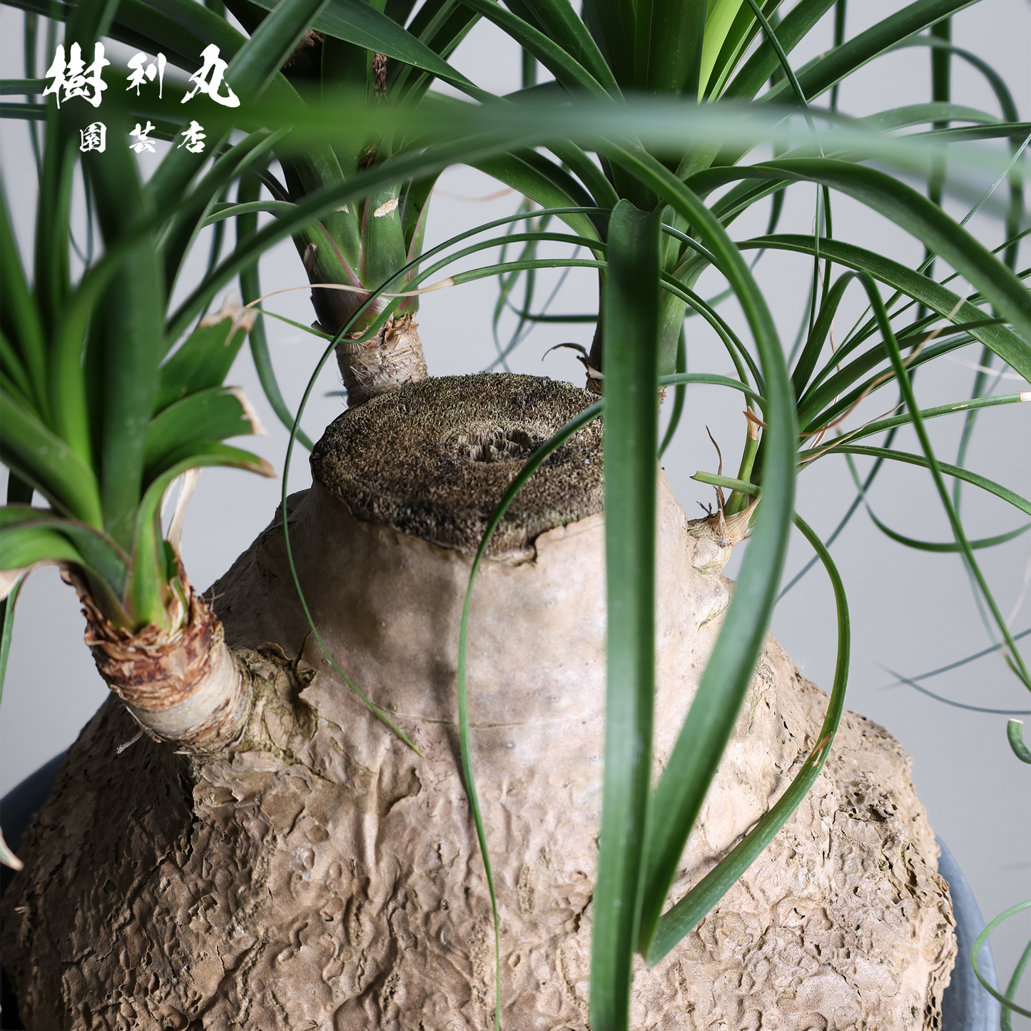 芯を太く、葉を柔らかく - トックリラン