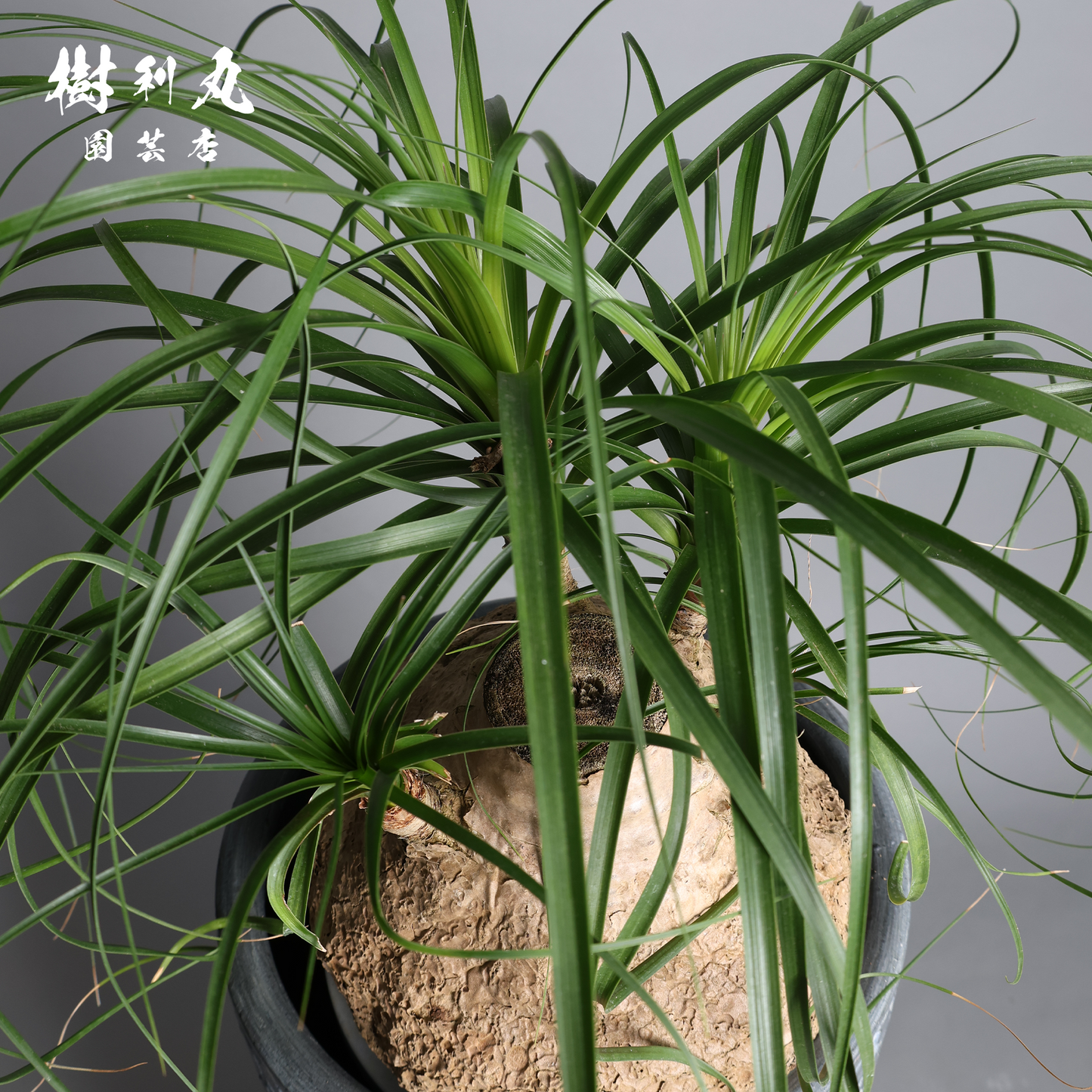 芯を太く、葉を柔らかく - トックリラン