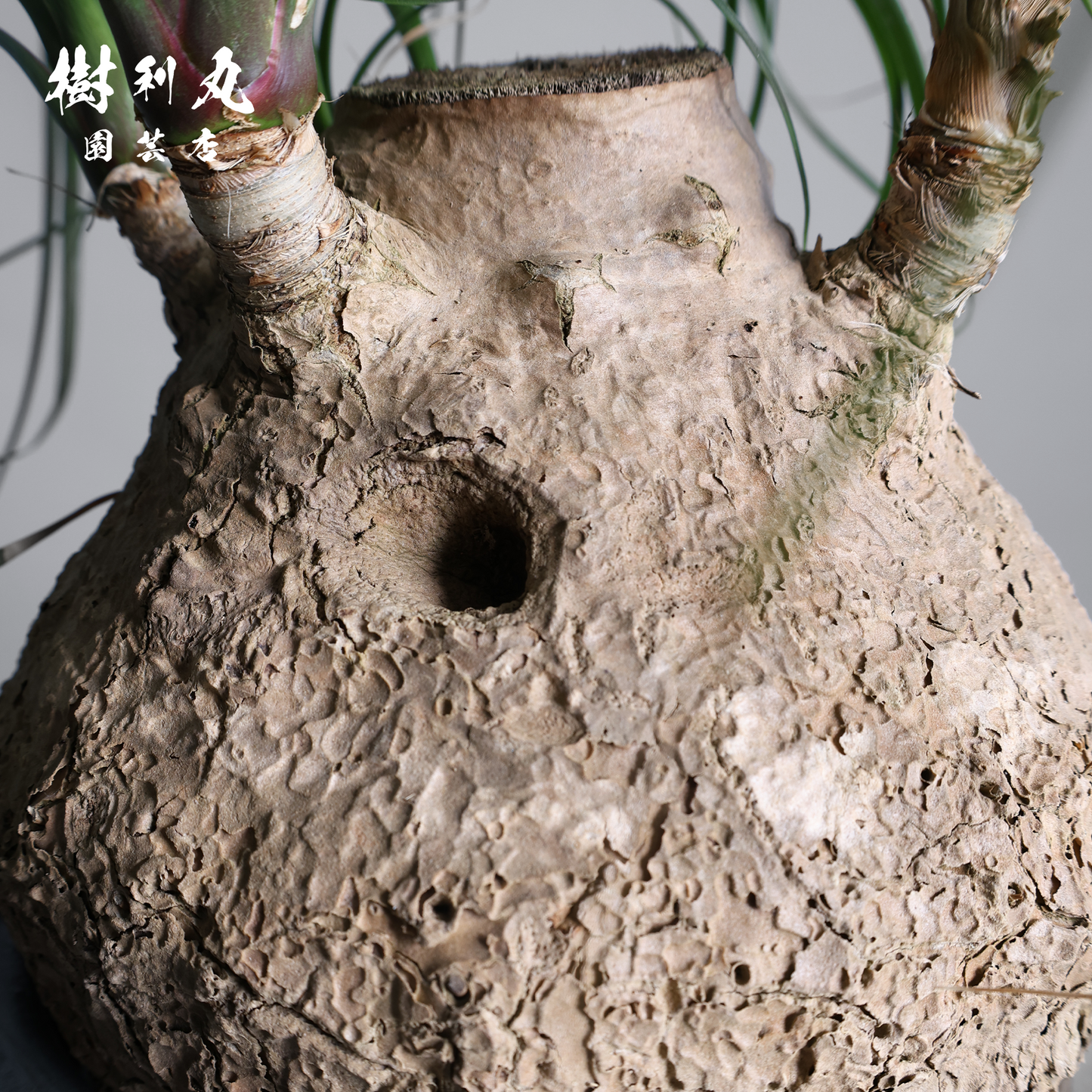 芯を太く、葉を柔らかく - トックリラン