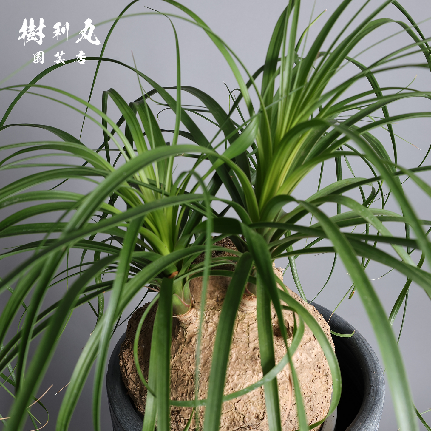 芯を太く、葉を柔らかく - トックリラン