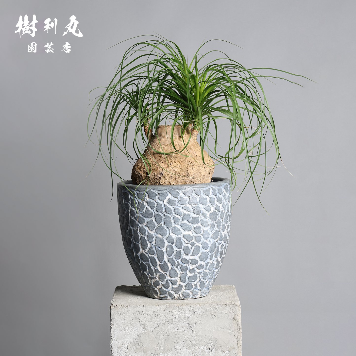 芯を太く、葉を柔らかく - トックリラン