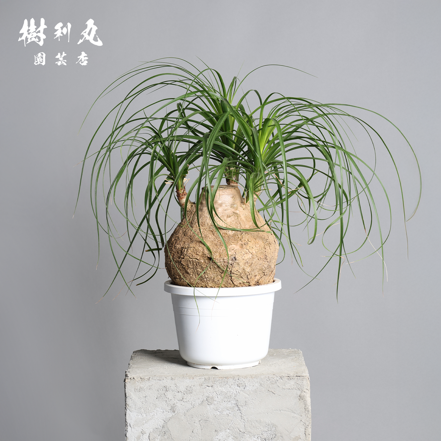 芯を太く、葉を柔らかく - トックリラン