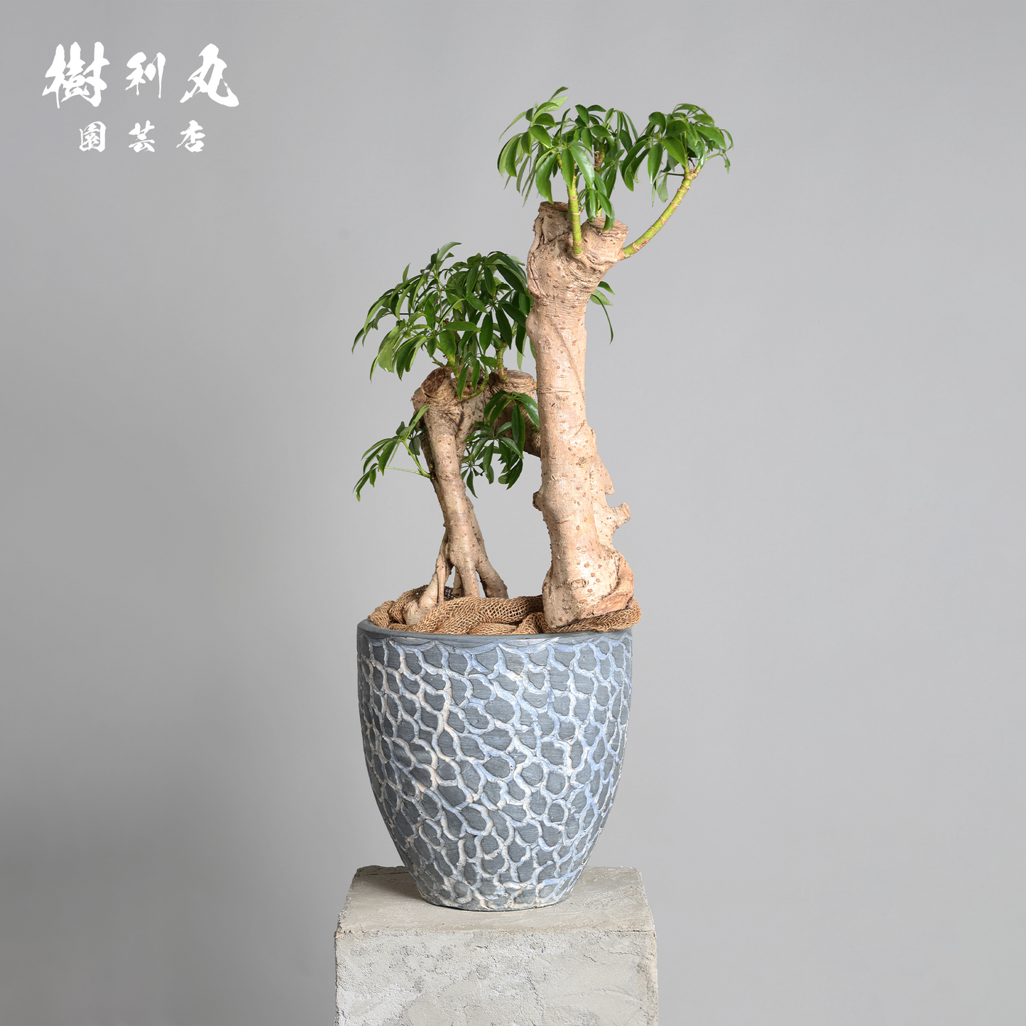 時間が彫り出す、かたち - シェフレラ