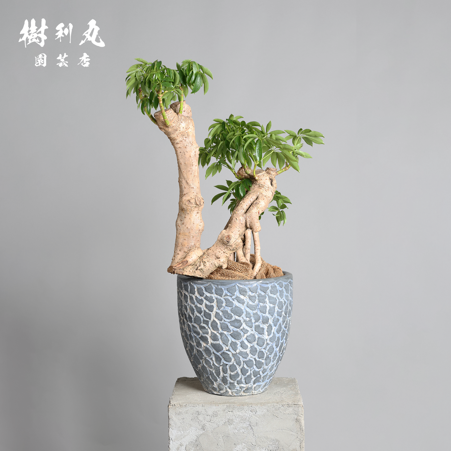 時間が彫り出す、かたち - シェフレラ