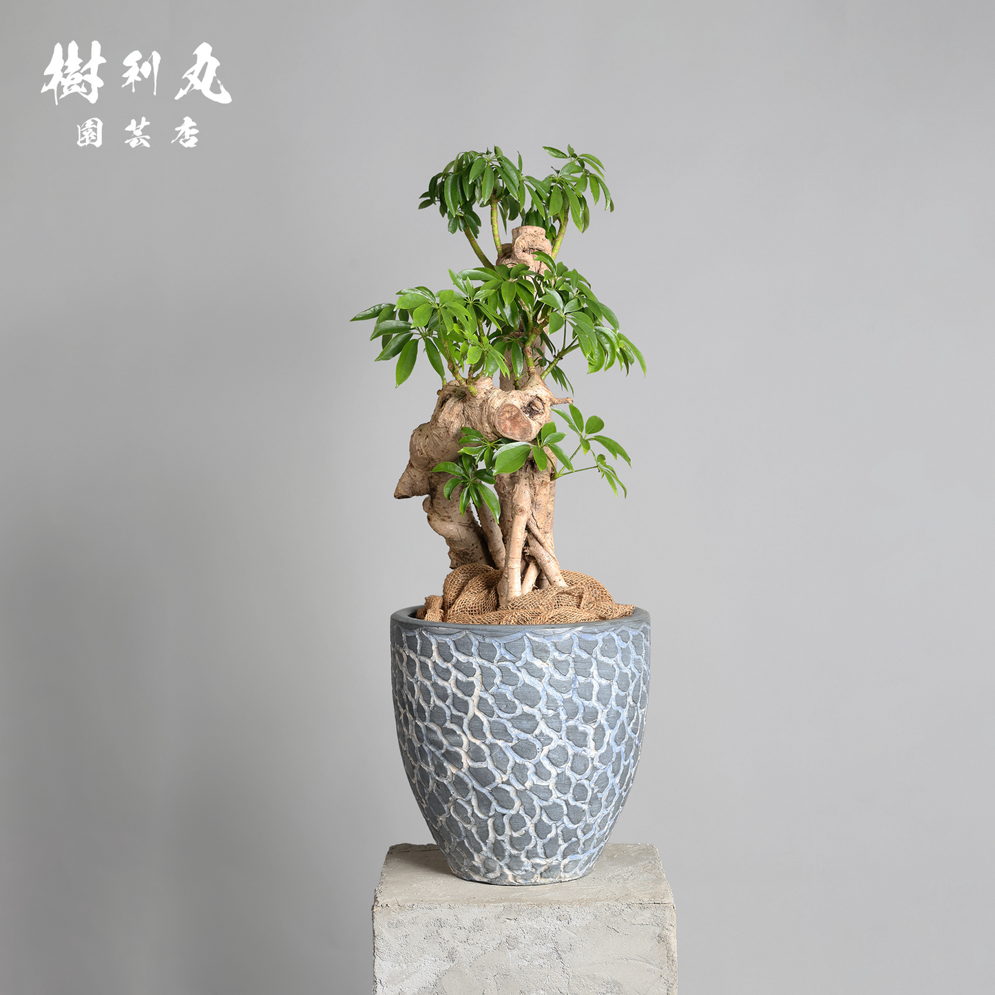 時間が彫り出す、かたち - シェフレラ