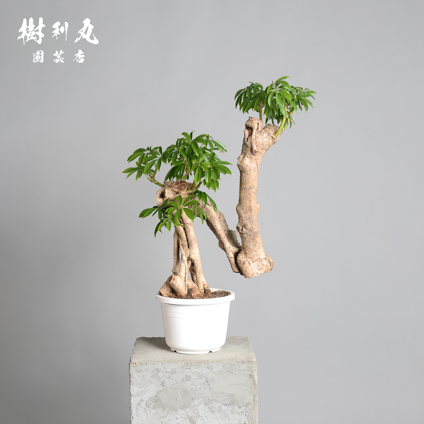 時間が彫り出す、かたち - シェフレラ