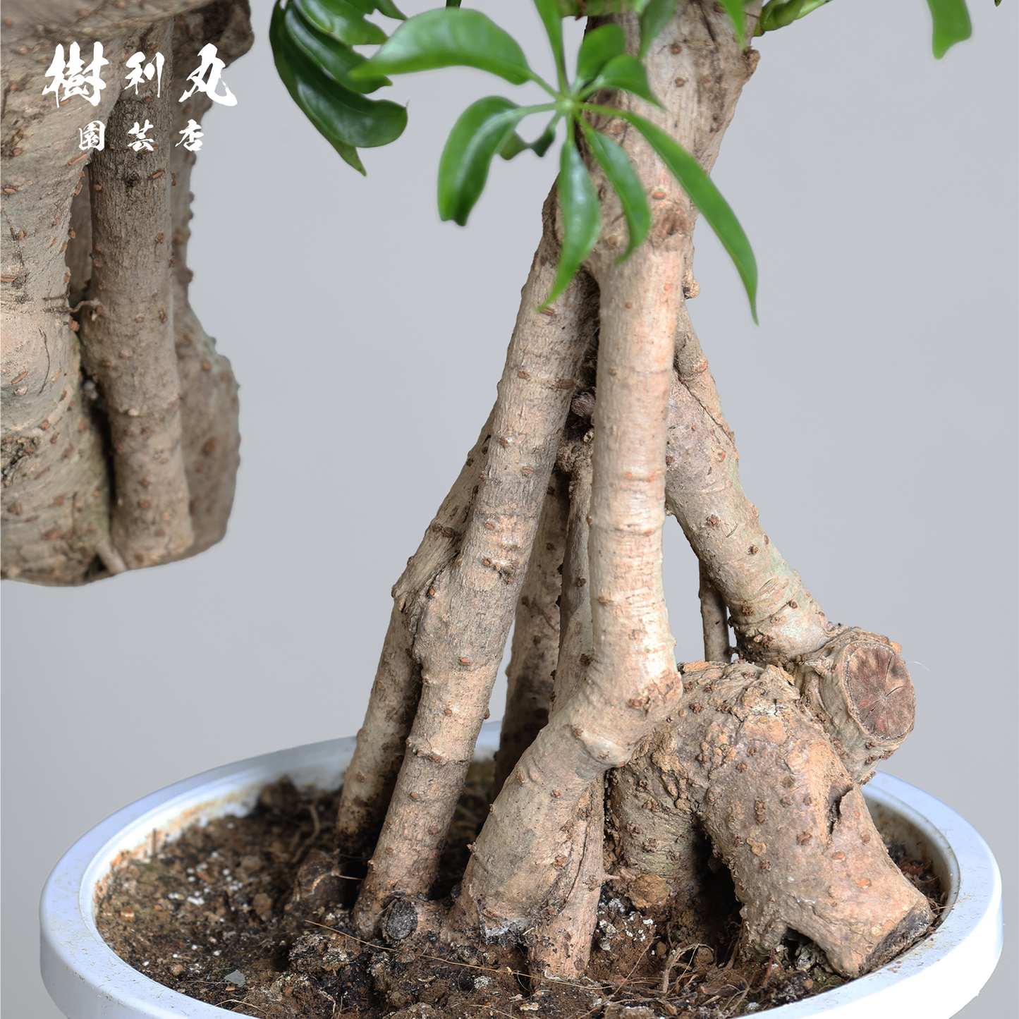 時間が彫り出す、かたち - シェフレラ