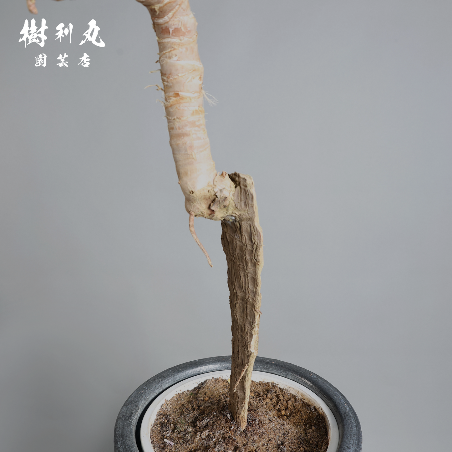 荒野に立ちて、凛と - ユッカ