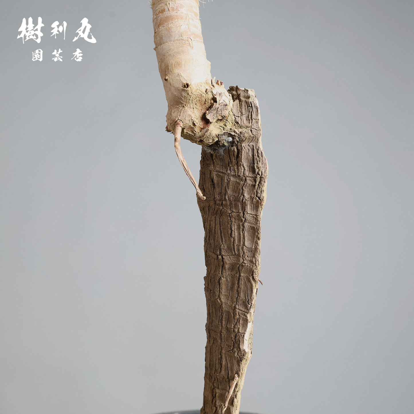 荒野に立ちて、凛と - ユッカ