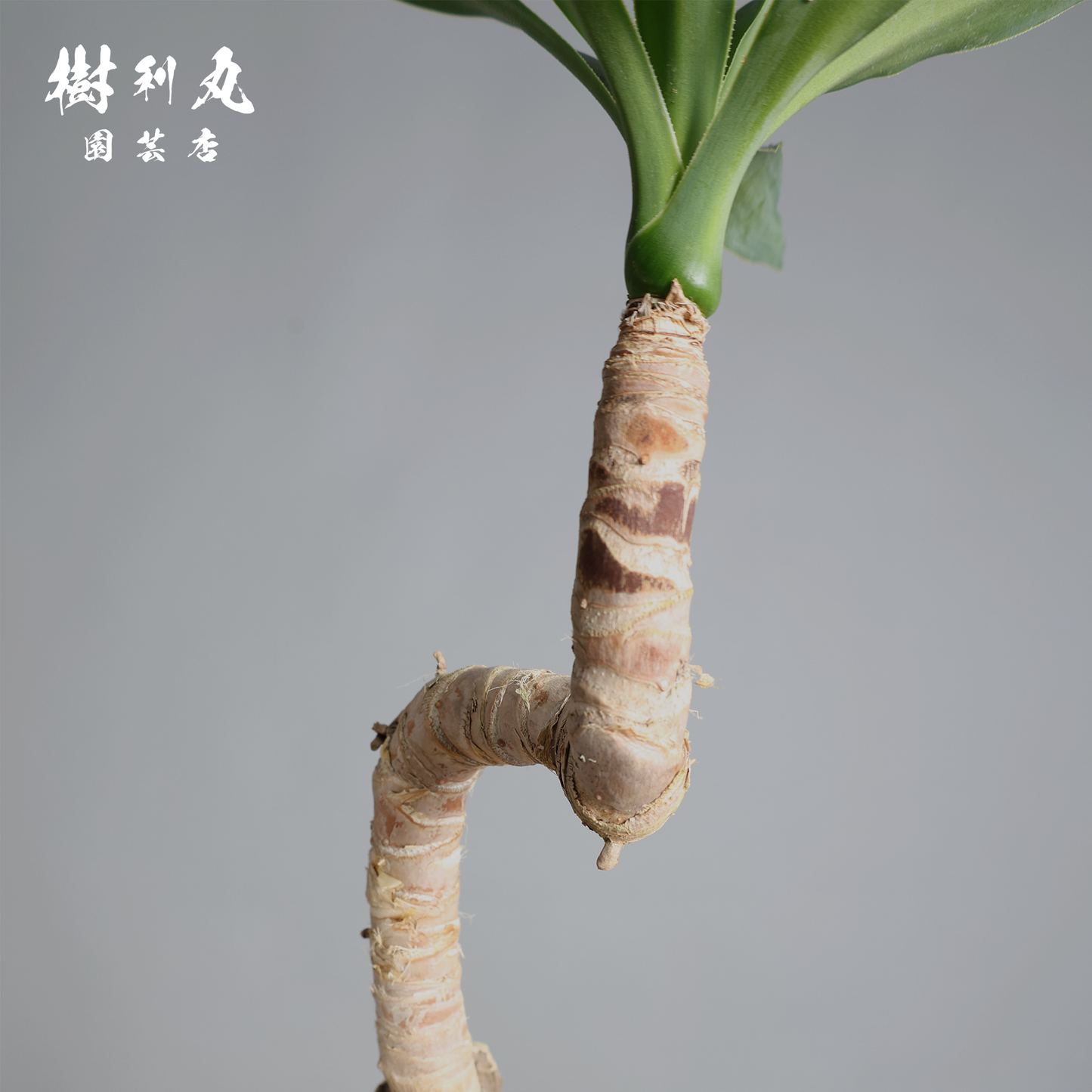 荒野に立ちて、凛と - ユッカ