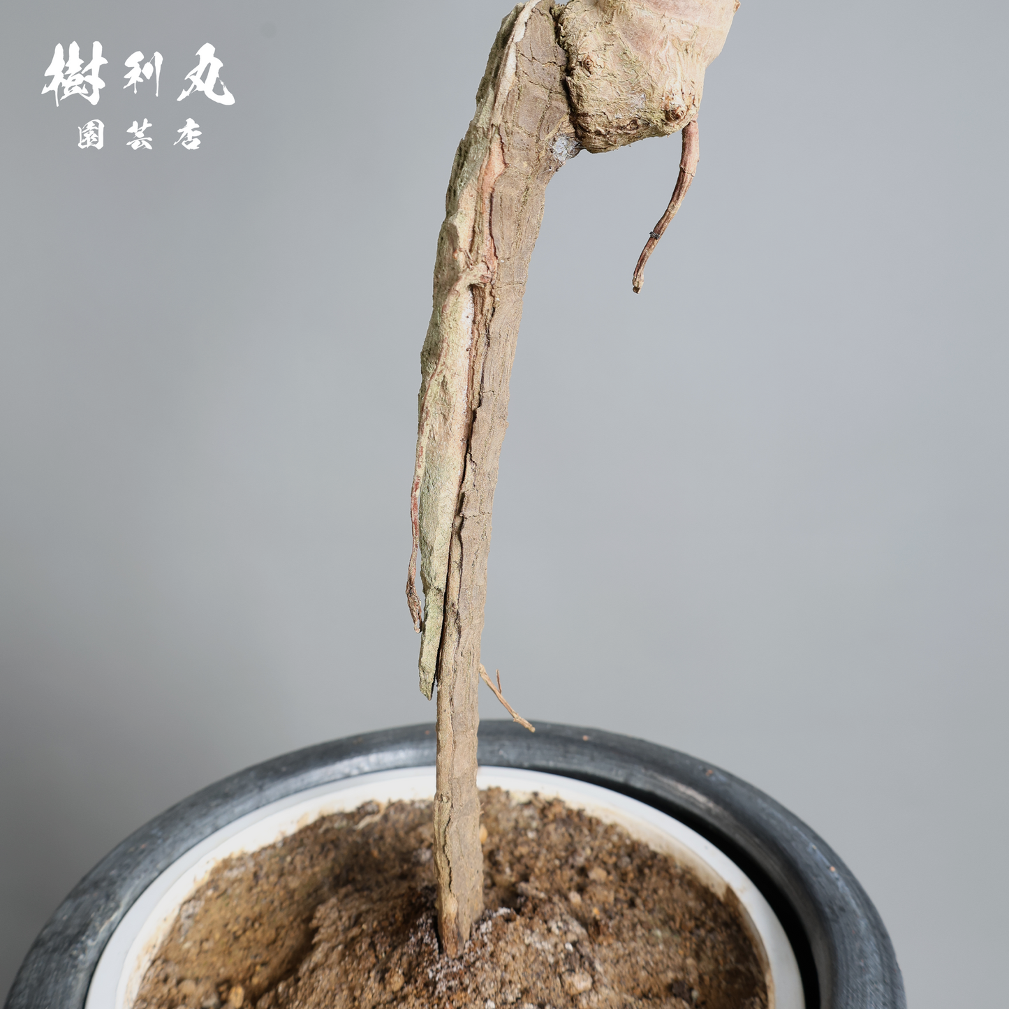 荒野に立ちて、凛と - ユッカ