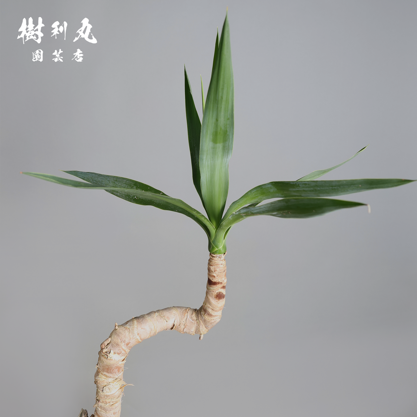 荒野に立ちて、凛と - ユッカ
