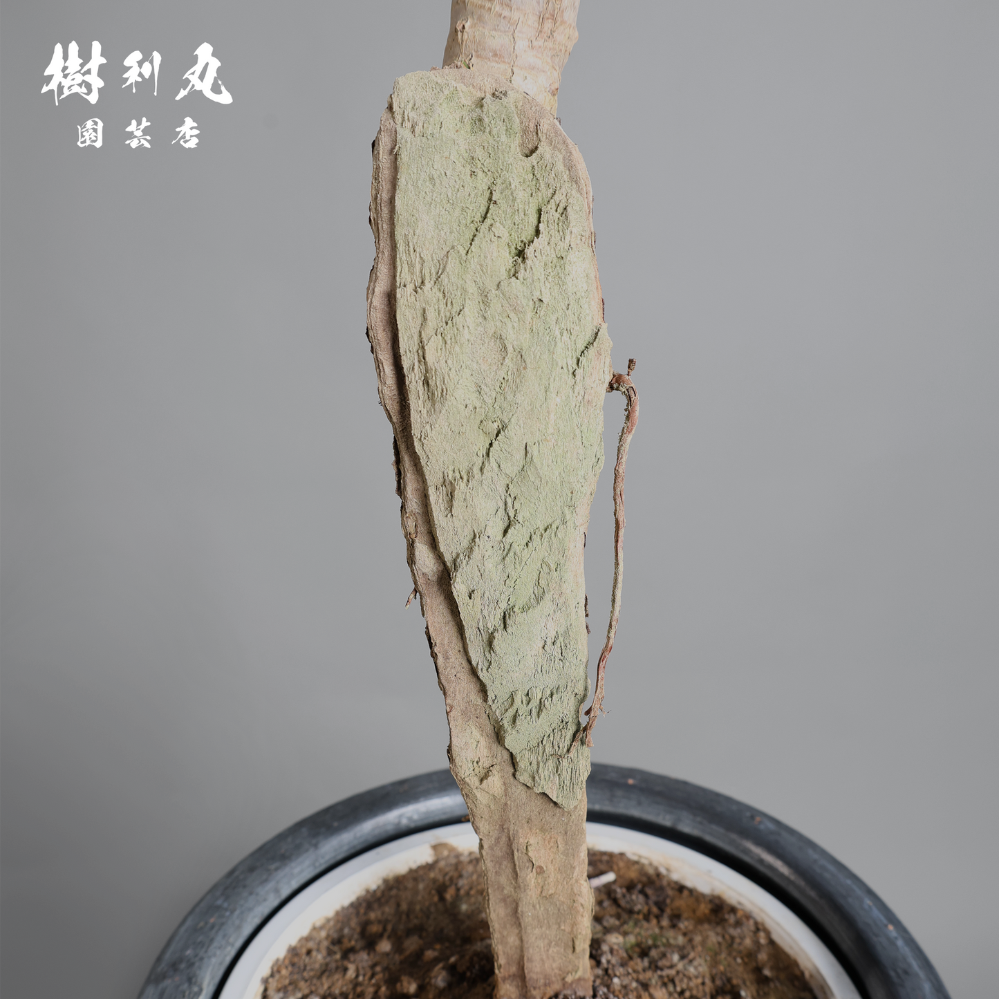 荒野に立ちて、凛と - ユッカ