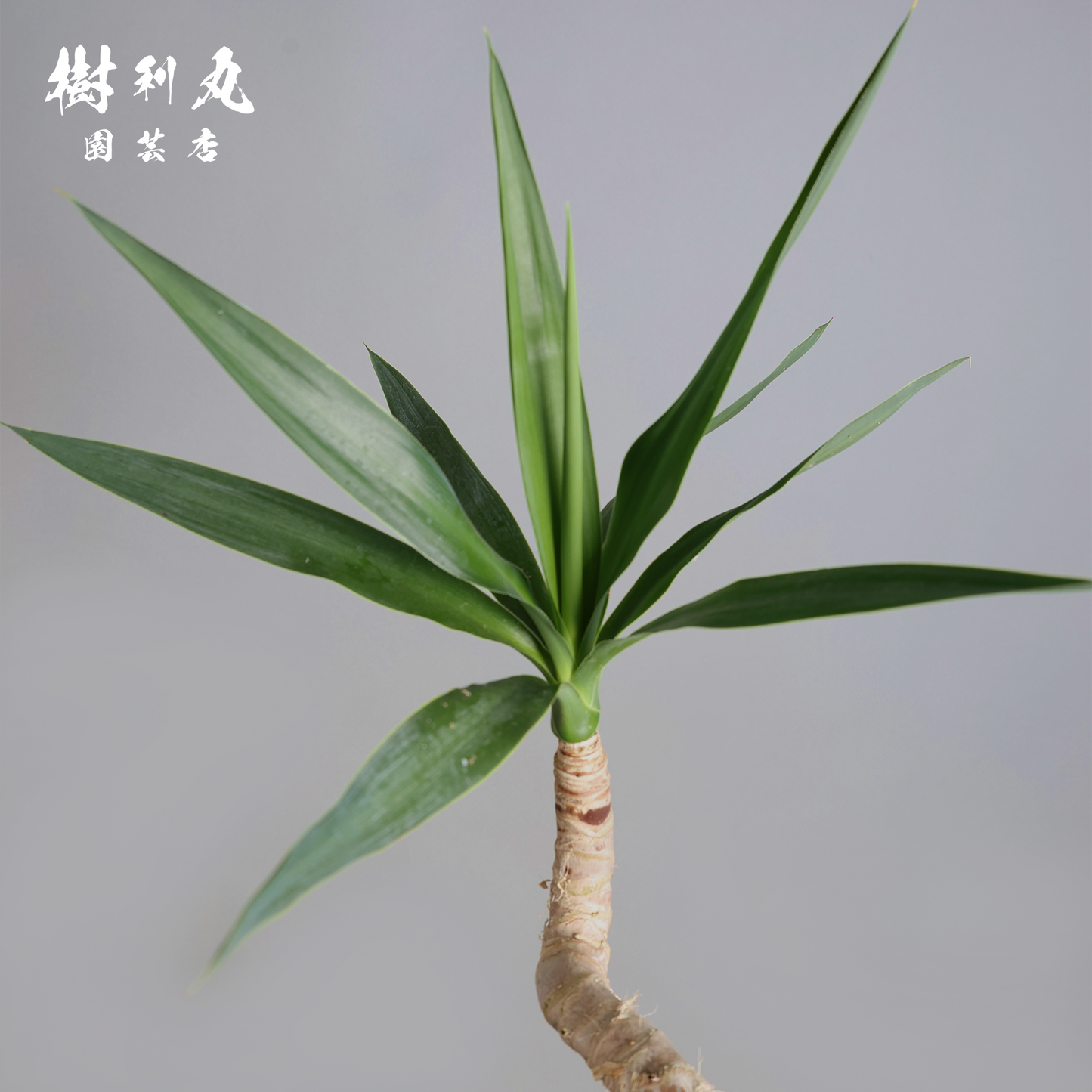 荒野に立ちて、凛と - ユッカ