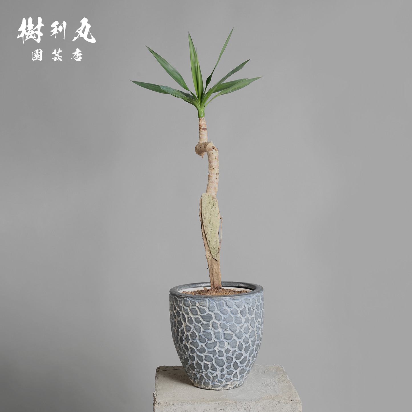 荒野に立ちて、凛と - ユッカ
