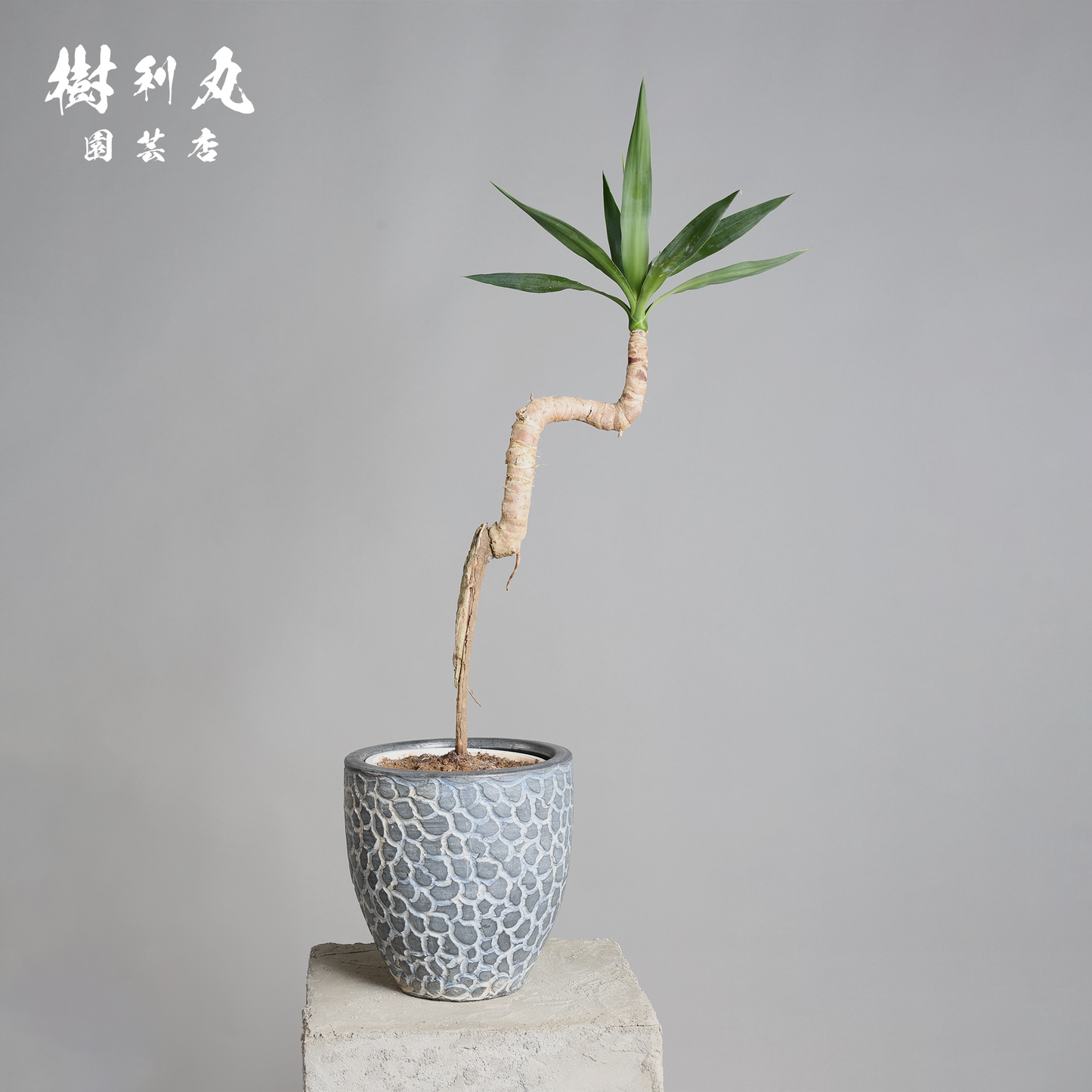 荒野に立ちて、凛と - ユッカ