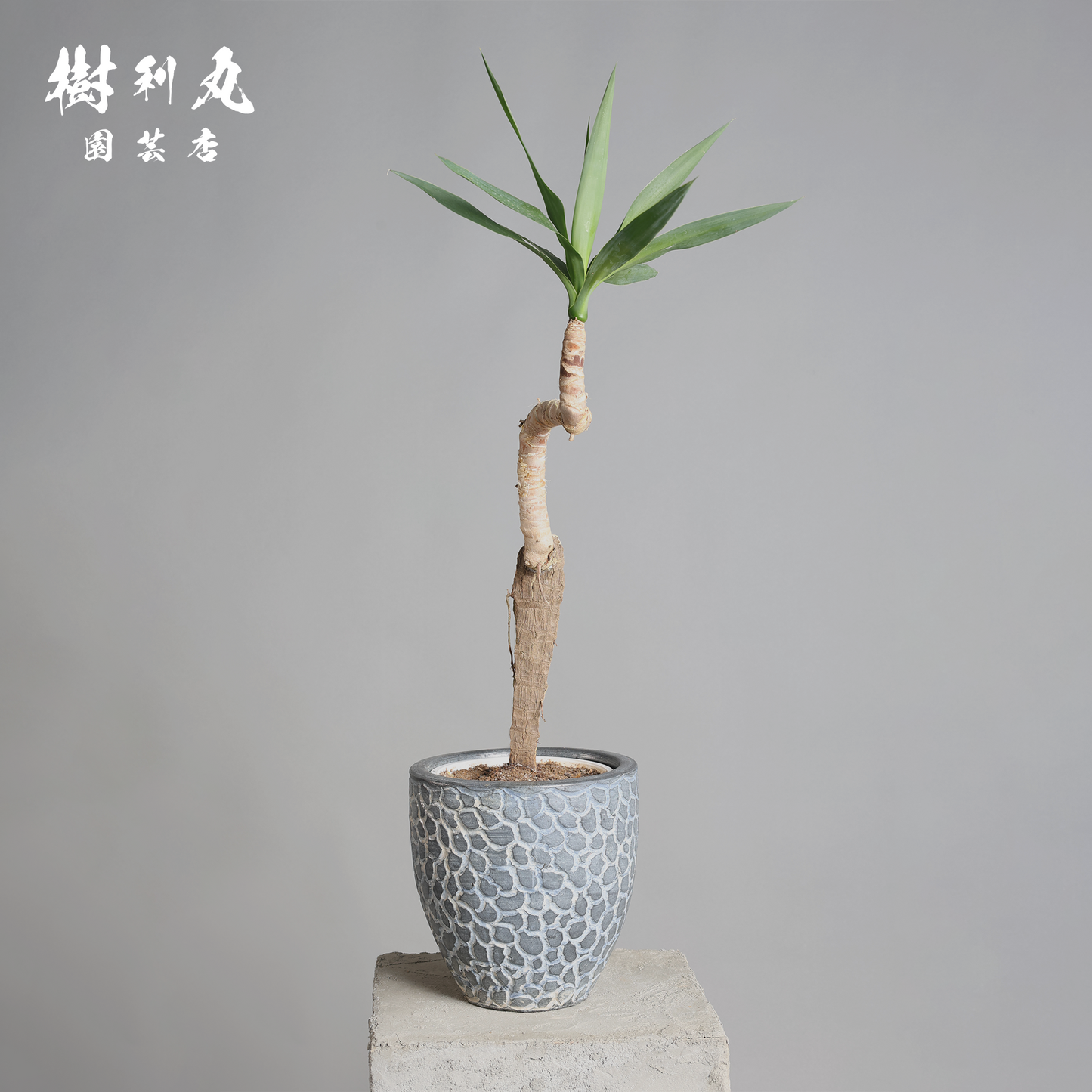 荒野に立ちて、凛と - ユッカ