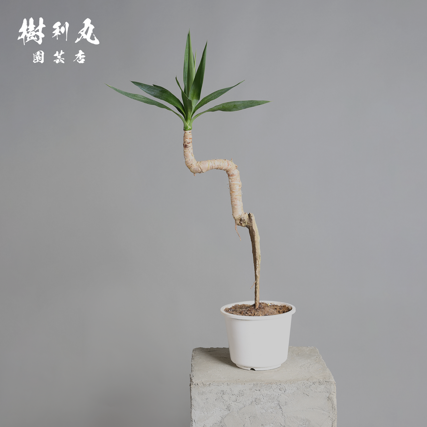 荒野に立ちて、凛と - ユッカ