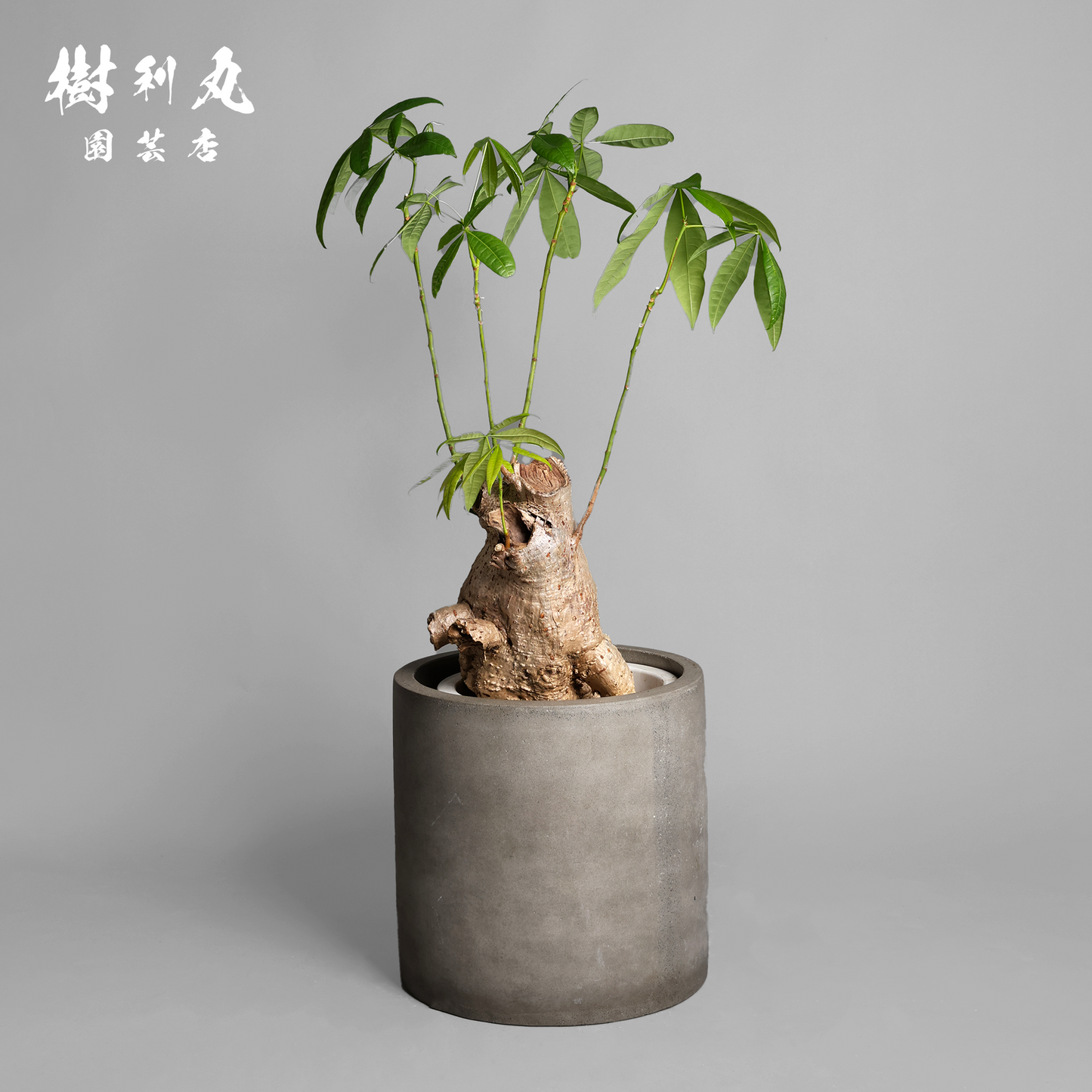 太く生き、静かに燃える - パキラ