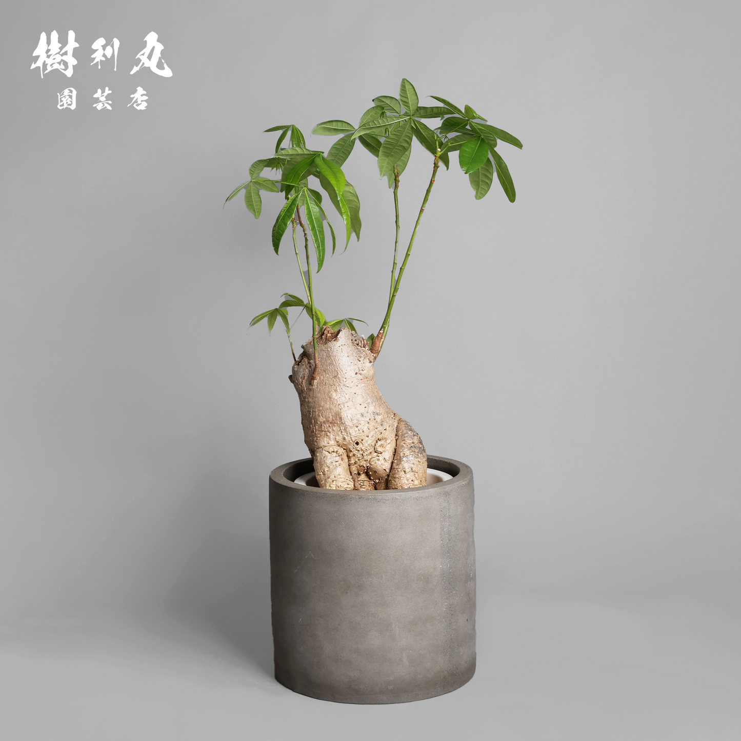 太く生き、静かに燃える - パキラ