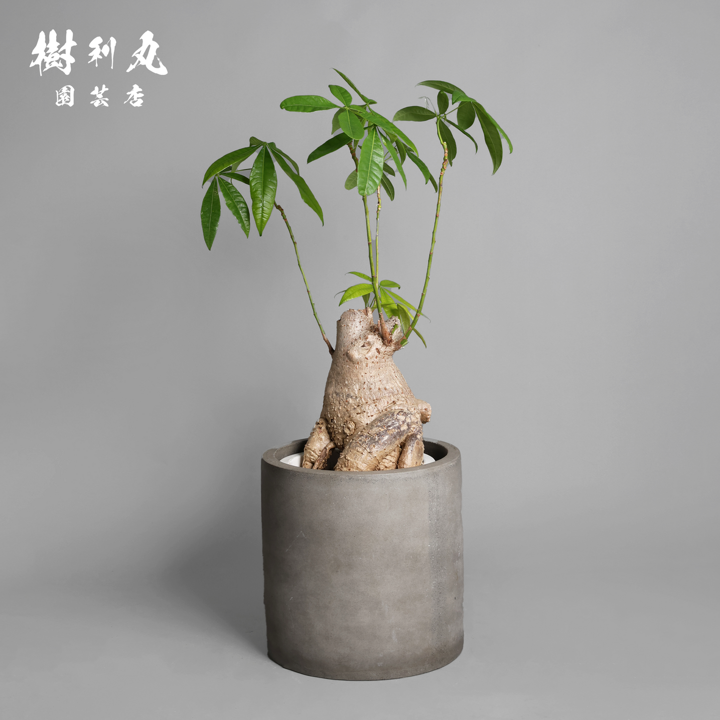 太く生き、静かに燃える - パキラ