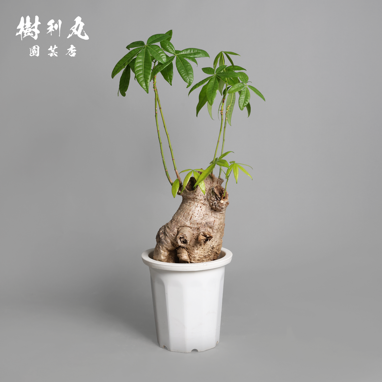 太く生き、静かに燃える - パキラ