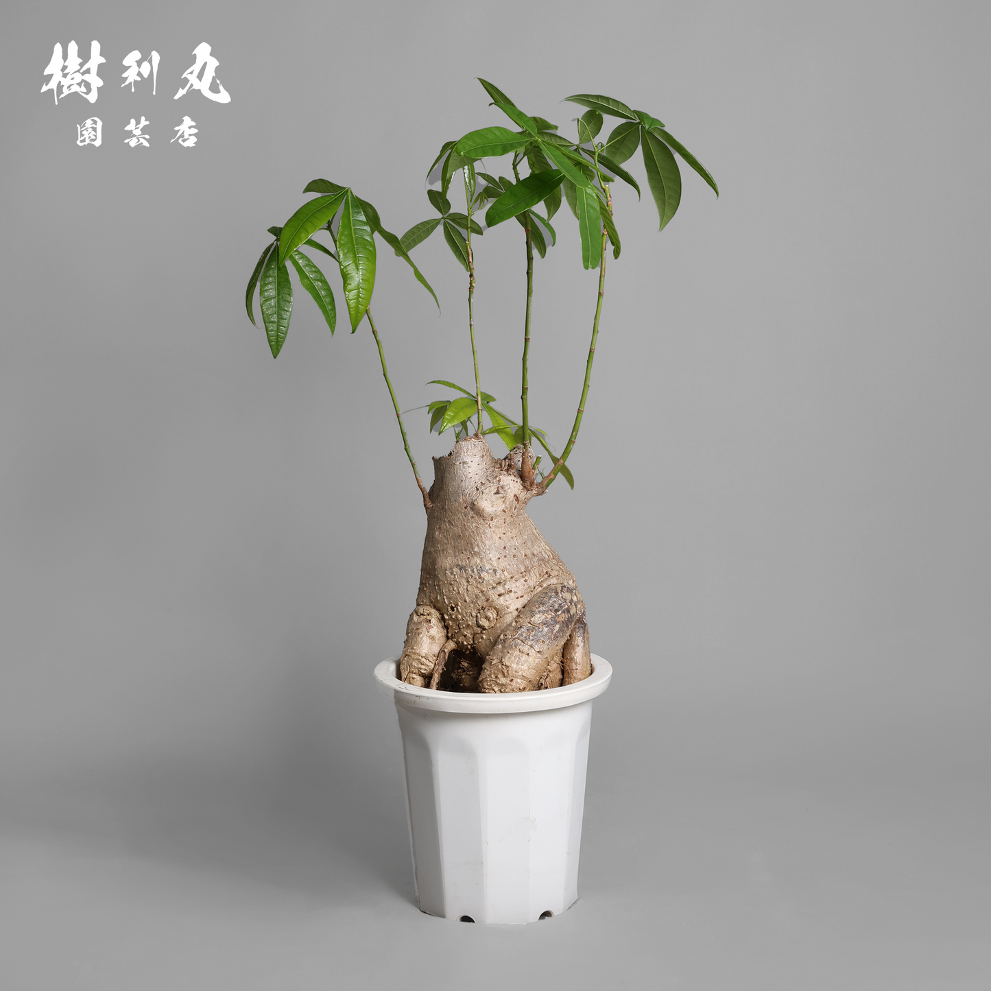 太く生き、静かに燃える - パキラ