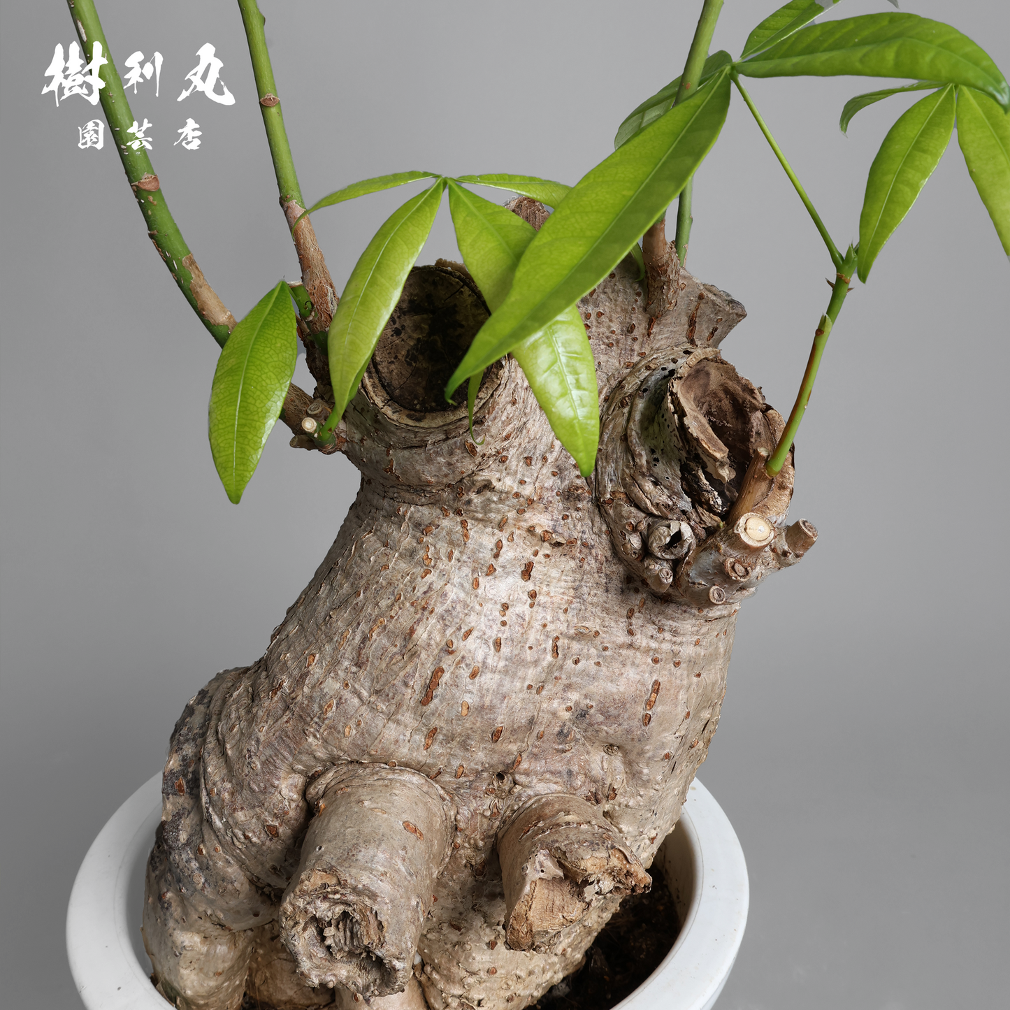 太く生き、静かに燃える - パキラ