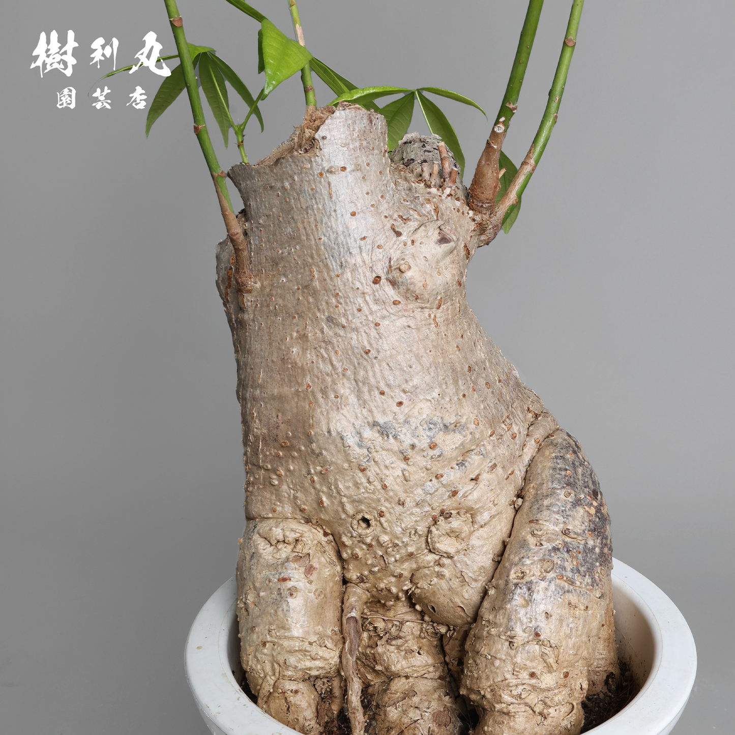 太く生き、静かに燃える - パキラ