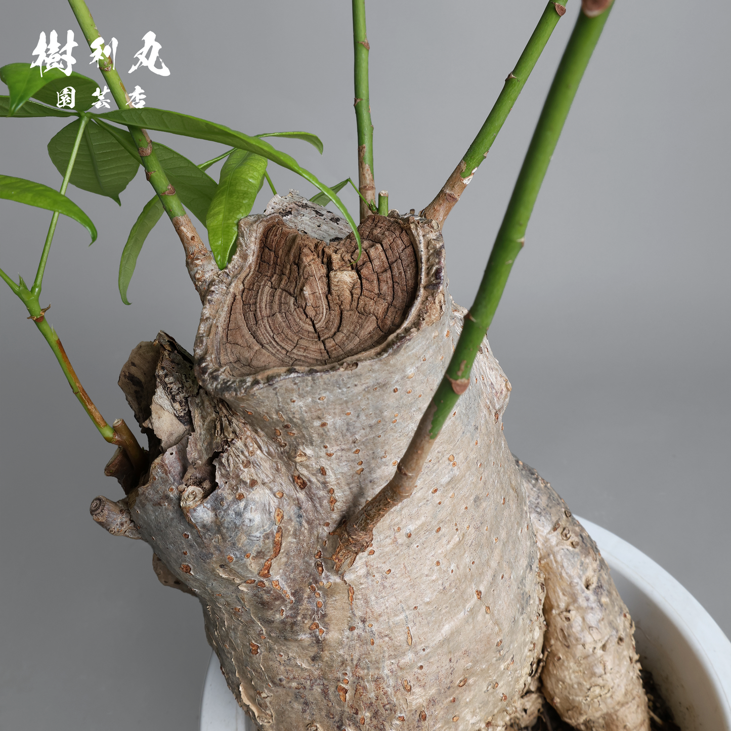 太く生き、静かに燃える - パキラ