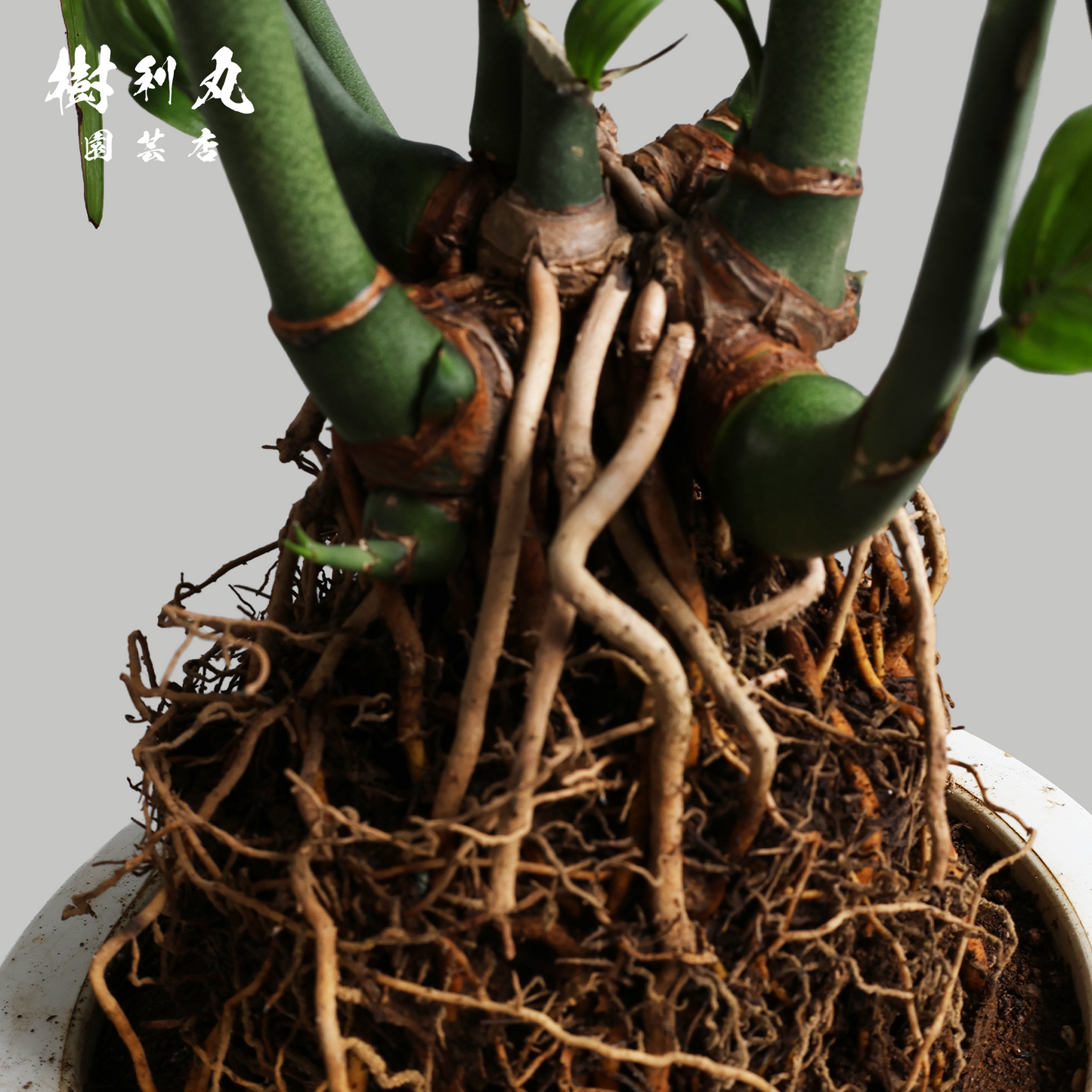 根を張る者は、騒がない - セフリジー