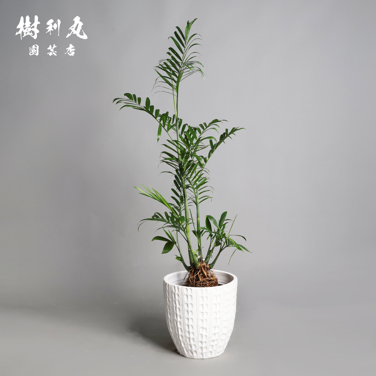 根を張る者は、騒がない - セフリジー