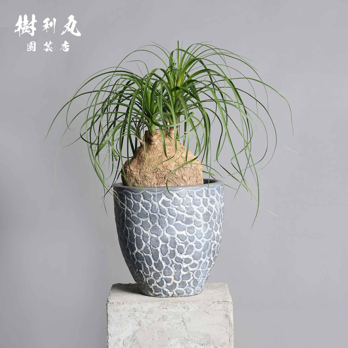 芯を太く、葉を柔らかく - トックリラン