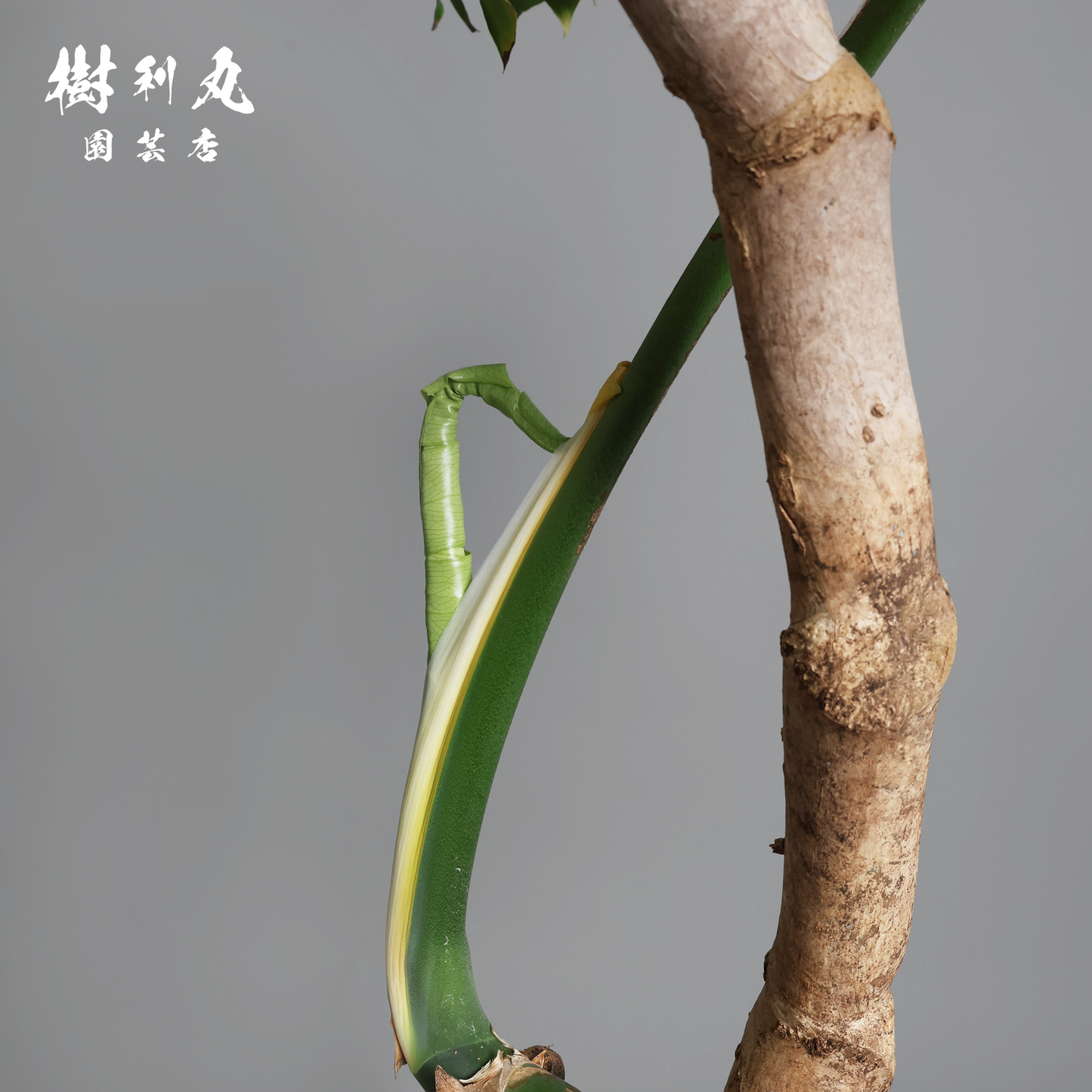 風に抗わず、根を張る - モンステラ
