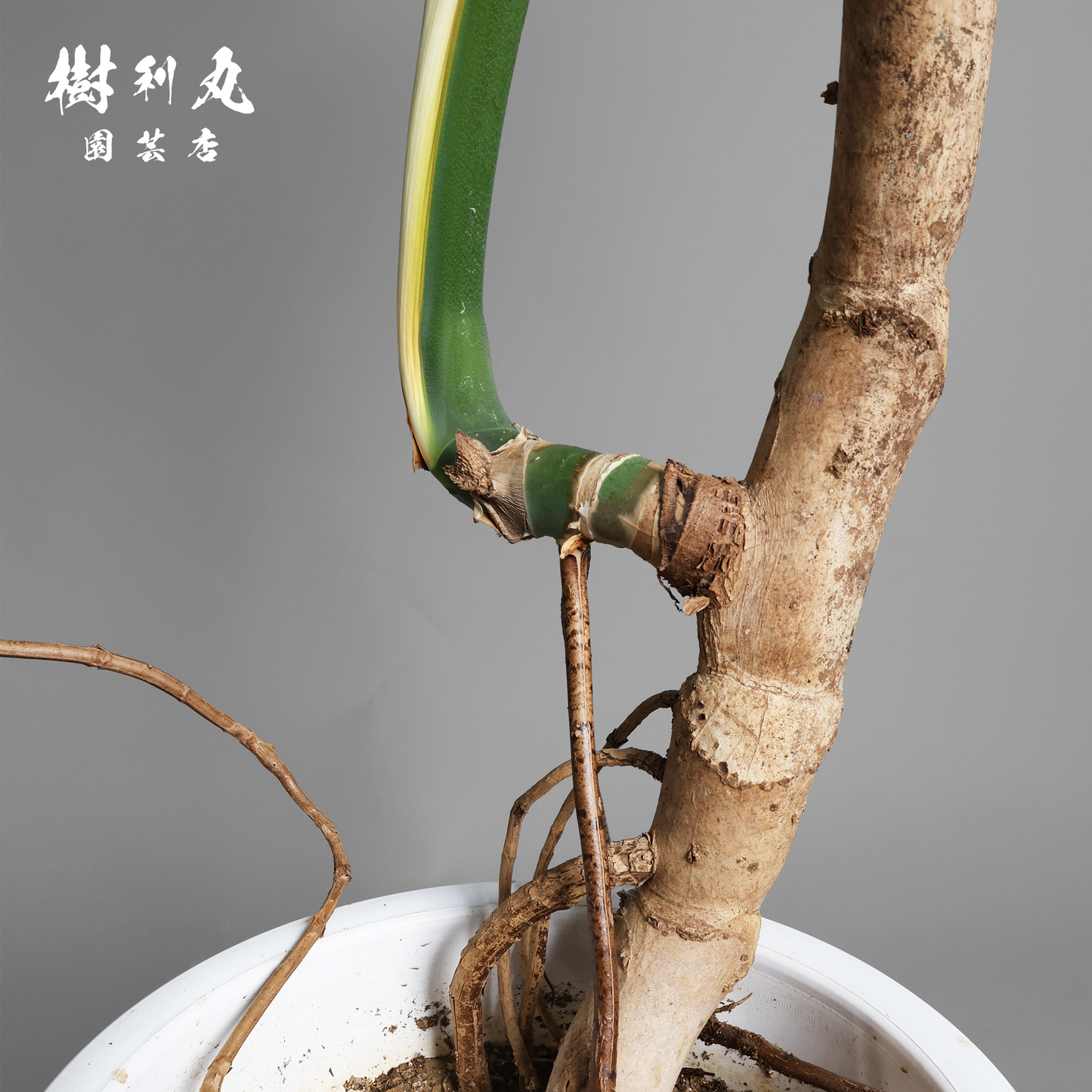 風に抗わず、根を張る - モンステラ