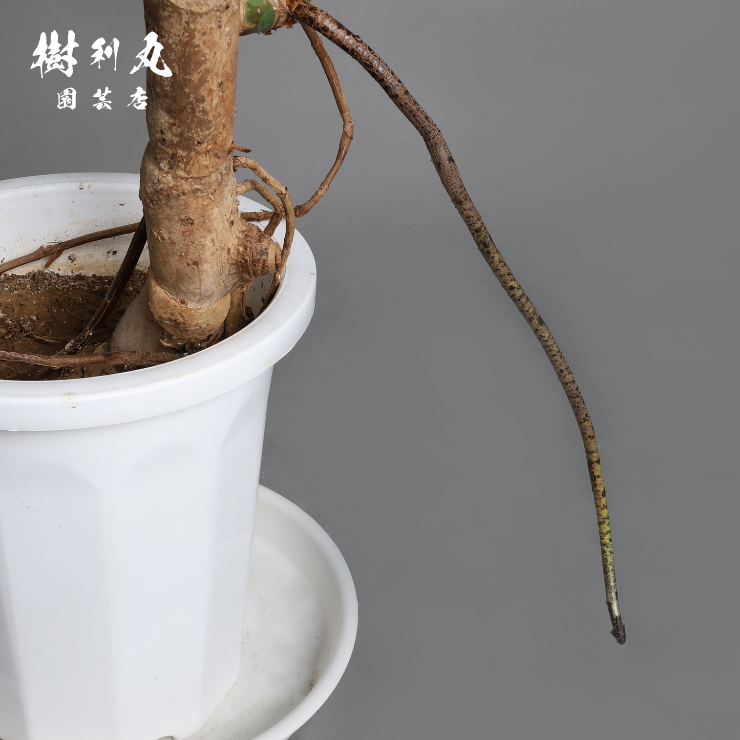 風に抗わず、根を張る - モンステラ