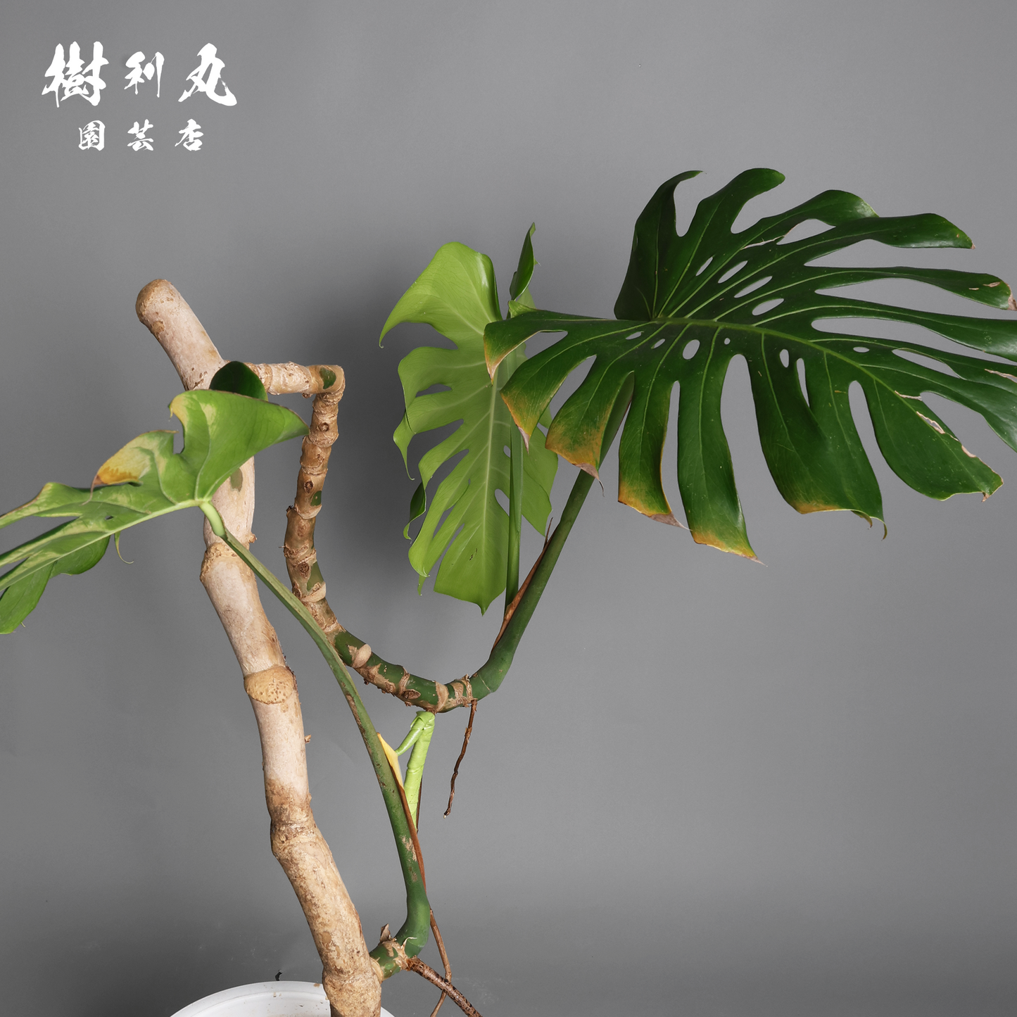 風に抗わず、根を張る - モンステラ
