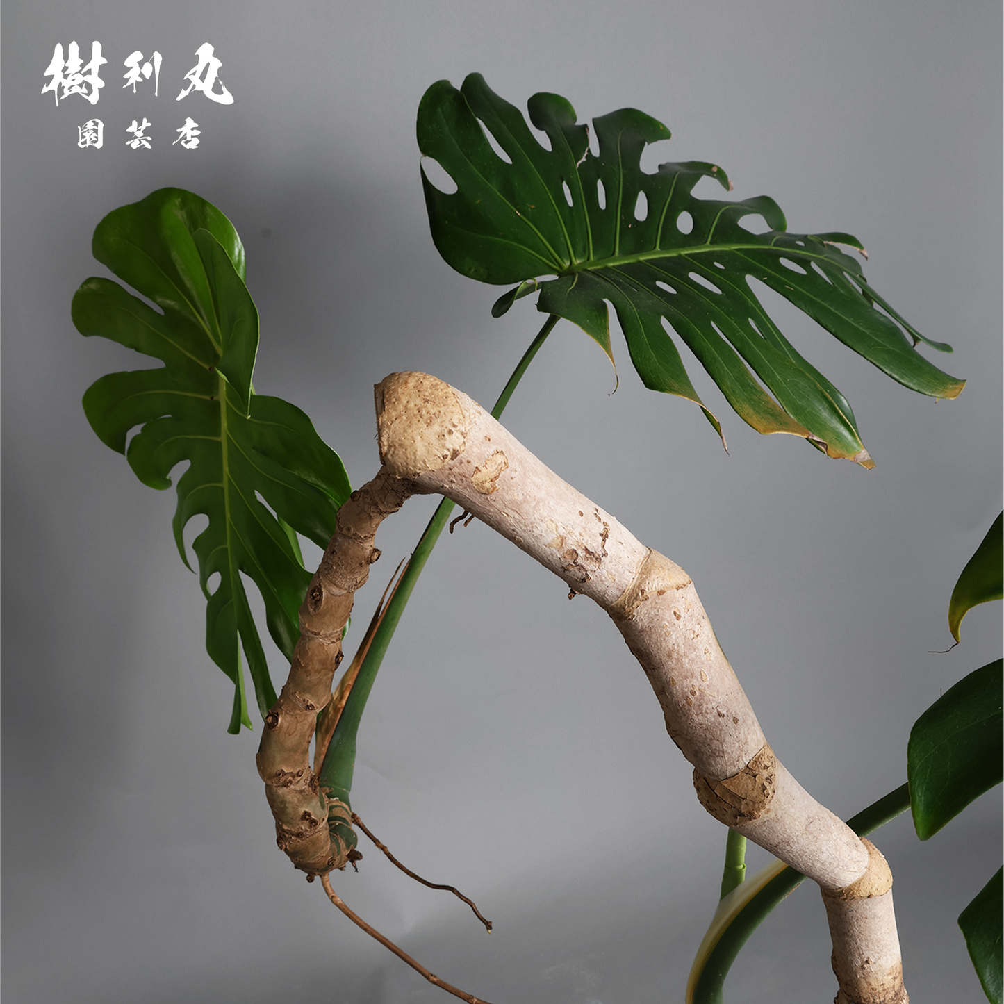 風に抗わず、根を張る - モンステラ