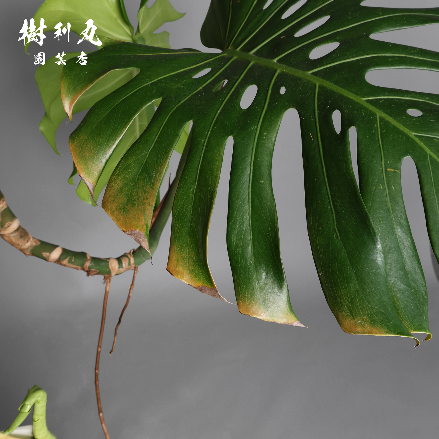 風に抗わず、根を張る - モンステラ